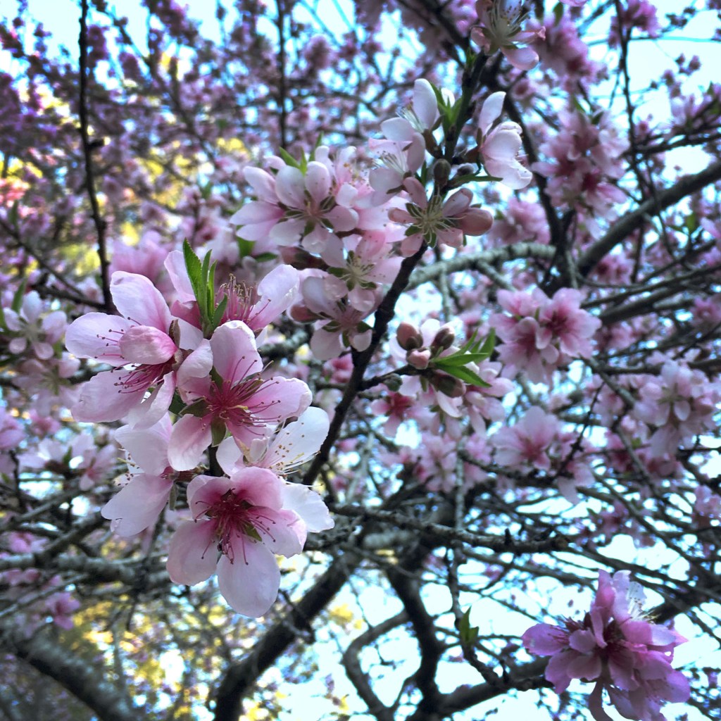 Close-up photo of plum blossoms in spring
